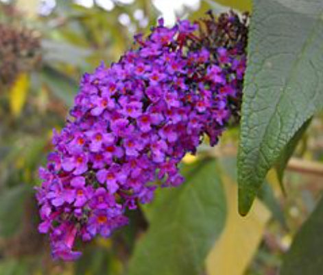 Buddleja dividii Black Knight