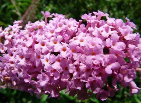 Buddleja dividii Pink Delight