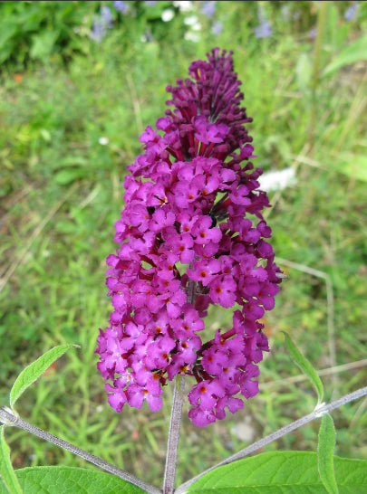 Buddleja dividii Royal Red