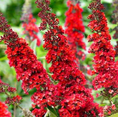 Buddleja dividii Royal Red