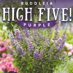 Buddleja davidii High Five Purple