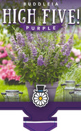 Buddleja High Five Purple