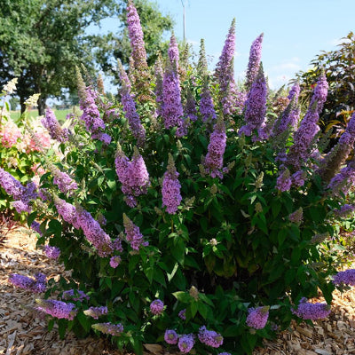 Buddleja davidii High Five Purple