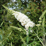 Buddleja Spring Promise