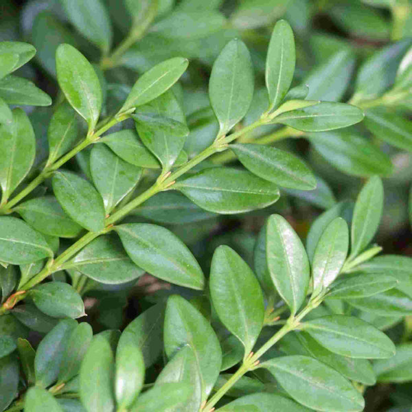 Buxus microphylla japonica