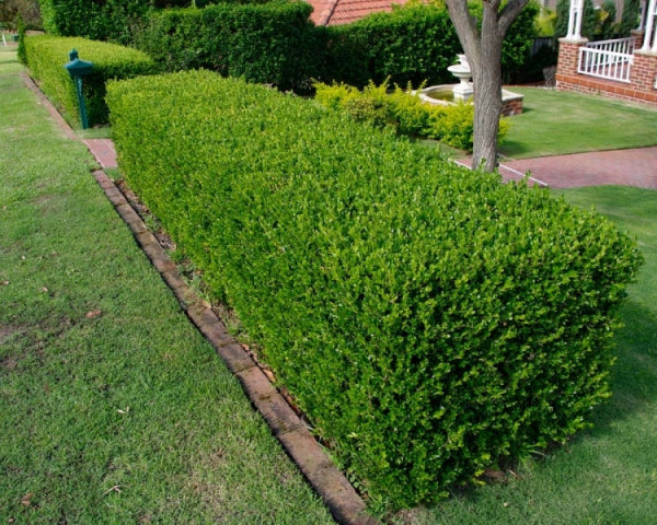 Buxus sempervirens English Box - Topiary Cones