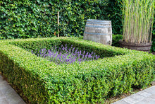 Load image into Gallery viewer, Buxus sempervirens English Box
