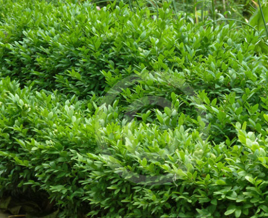 Buxus sempervirens Suffruiticosa Dutch Box