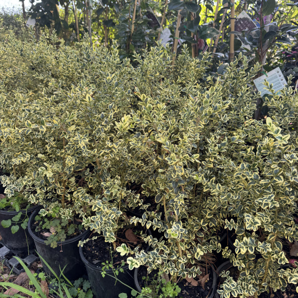 Buxus sempervirens Variegata