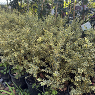 Buxus sempervirens Variegata