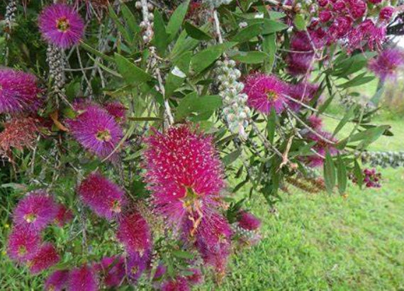 Callistemon Burgundy