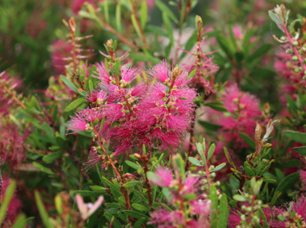 Callistemon (CNU06) PBR Candy Burst tm