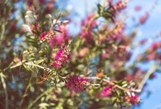 Callistemon PBR Candy Burst™