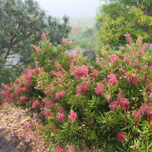 Load image into Gallery viewer, Callistemon PBR Candy Burst™

