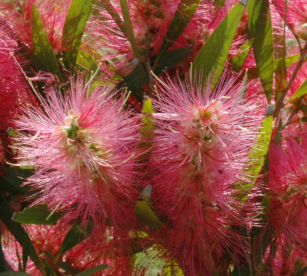 Callistemon Candy Pink