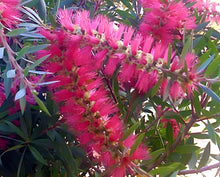 Load image into Gallery viewer, Callistemon Candy Pink
