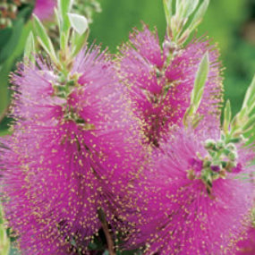 Callistemon Candy Pink