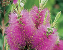 Load image into Gallery viewer, Callistemon Candy Pink
