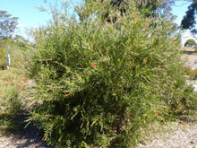 Load image into Gallery viewer, Callistemon Candy Pink
