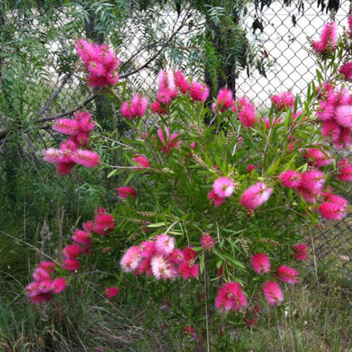 Callistemon Candy Pink