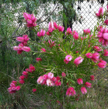 Load image into Gallery viewer, Callistemon Candy Pink
