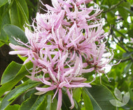 Calodendron capense Cape Chestnut
