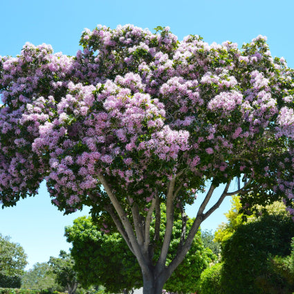 Calodendron capense Cape Chestnut