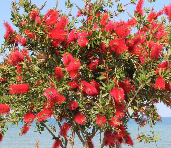 Callistemon Cherry Time