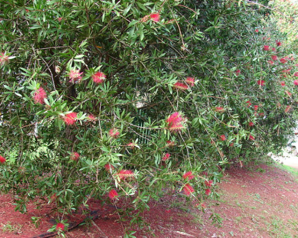 Callistemon citrinus Endeavour