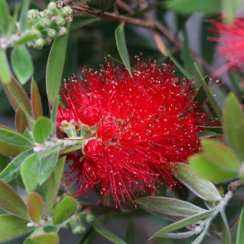 Callistemon citrinus Endeavour