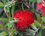 Callistemon citrinus Endeavour