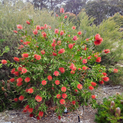 Callistemon citrinus Endeavour