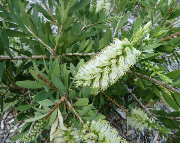 Callistemon citrinus White Anzac