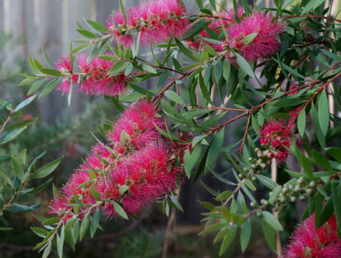 Callistemon demesne Pink Alma