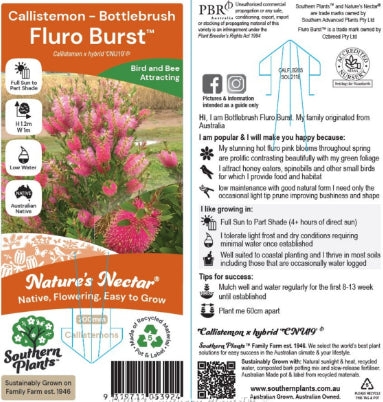 Callistemon Fluro Burst™ PBR