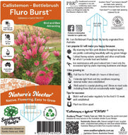 Callistemon Fluro Burst™ PBR