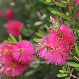 Callistemon Fluro Burst™ PBR