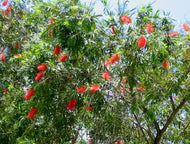 Callistemon Hannah Ray