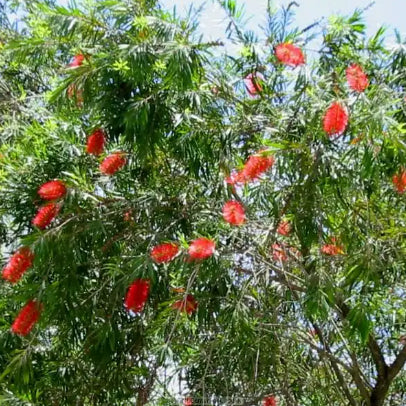 Callistemon viminalis Hannah Ray