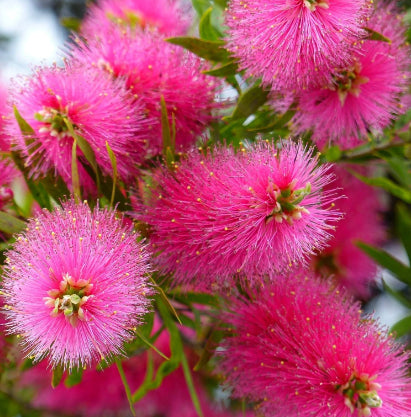 Callistemon pallidus x cittinus Hot Pink