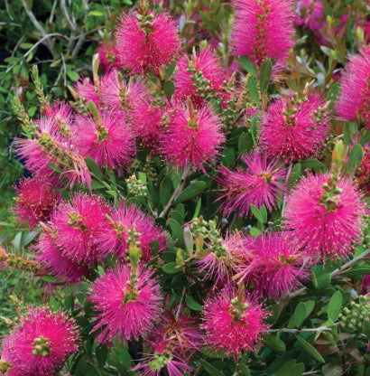Callistemon pallidus x cittinus Hot Pink