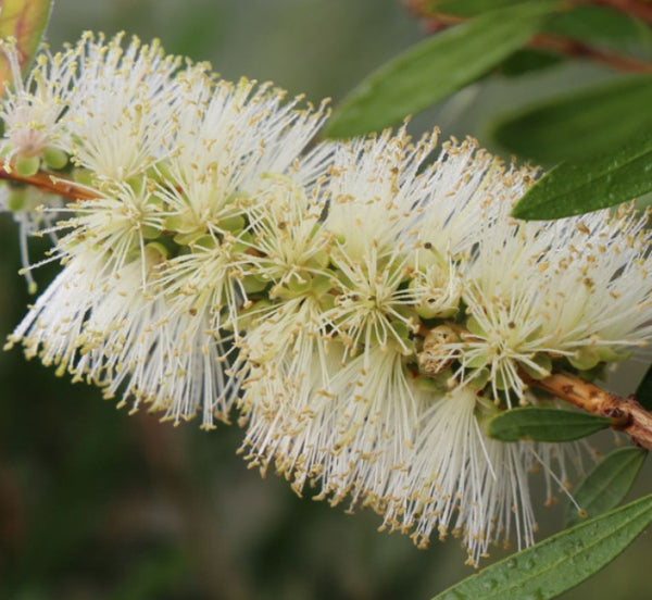 Callistemon PBR Icy Burst™