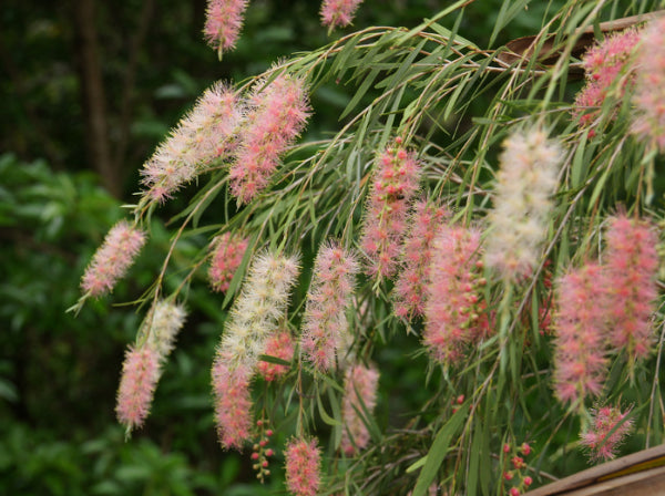 Callistemon Injune Pink
