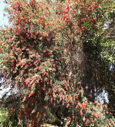 Callistemon Kings Park Special