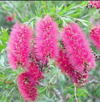 Callistemon Lavender Showers