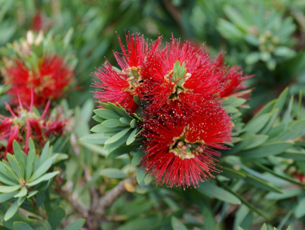 Callistemon Little John