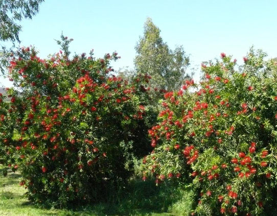 Callistemon Mary Mackillop