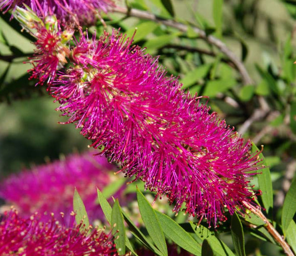 Callistemon Mauve Mist