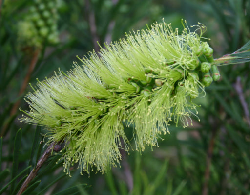 Callistemon pachyphyllus Green