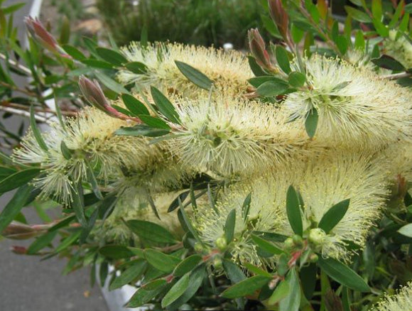 Callistemon pallidus Silver Cloud